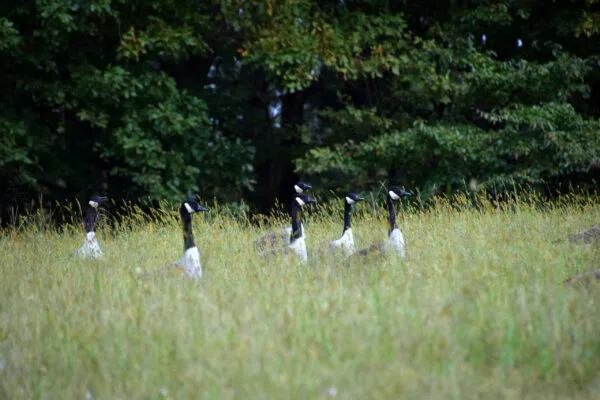 Nochmal die „heißgeliebten“ Wildgänse