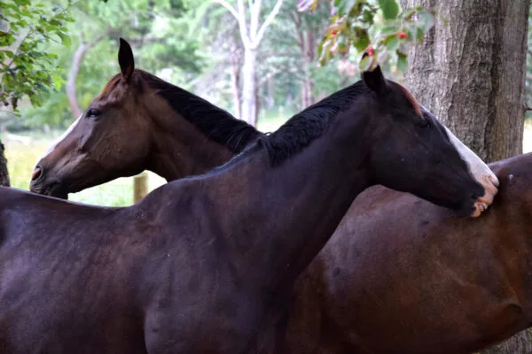 Foto aus „Hume, VA – Farm life Fotostrecke“