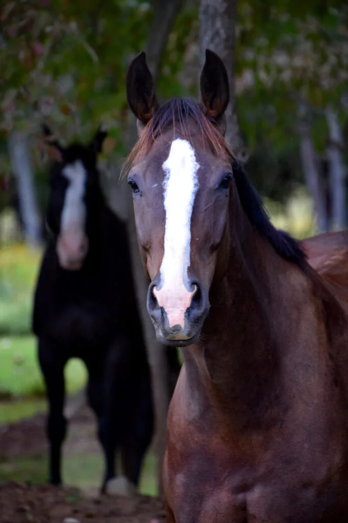 Foto aus „Hume, VA – Farm life Fotostrecke“