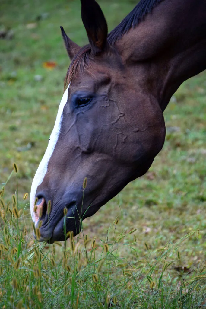 Foto aus „Hume, VA – Farm life Fotostrecke“