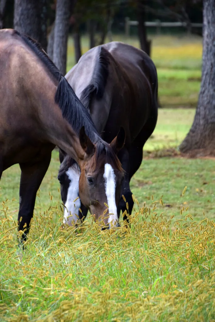 Foto aus „Hume, VA – Farm life Fotostrecke“