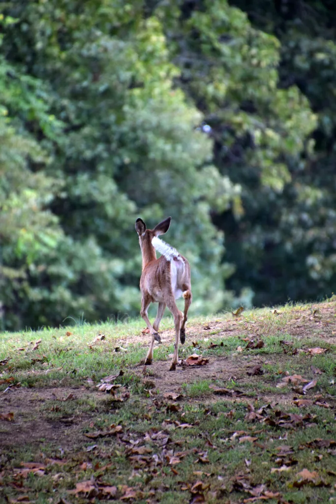 Foto aus „Hume, VA – Farm life Fotostrecke“