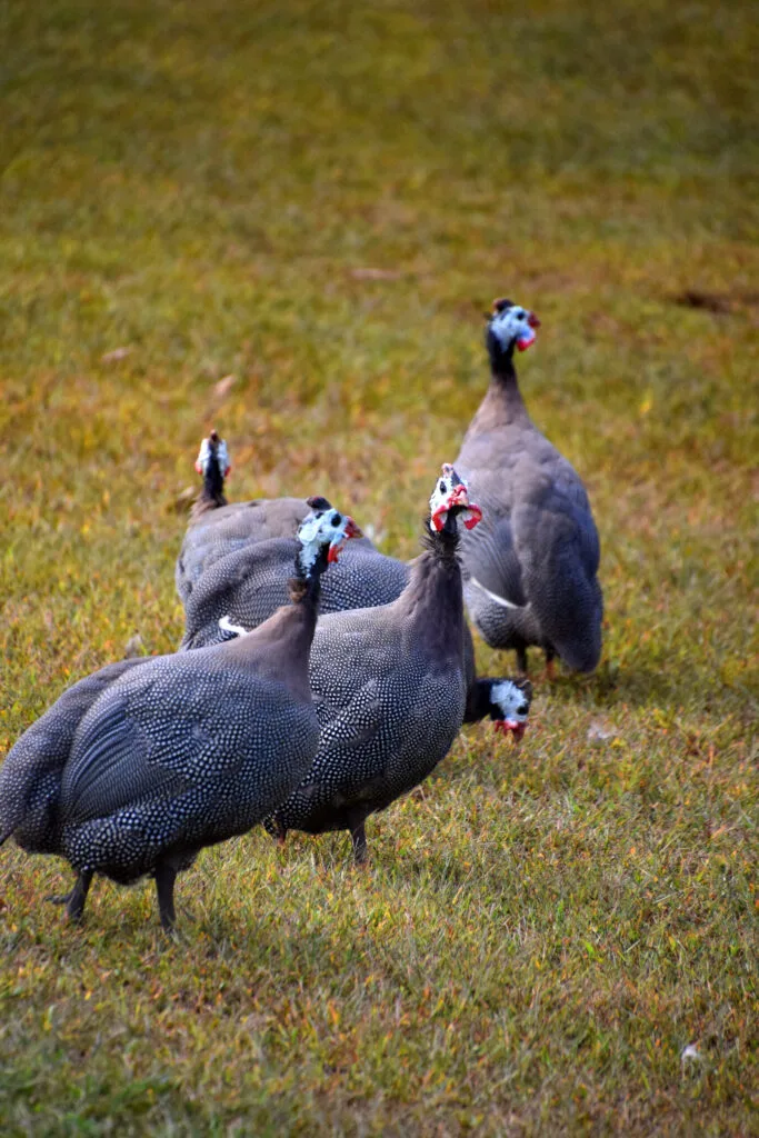 Die hysterischen Guinea Hens