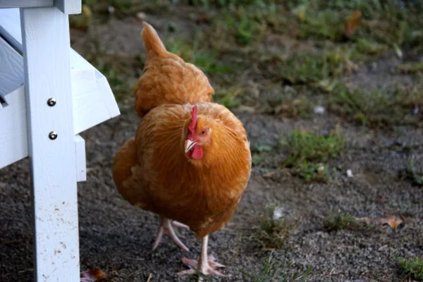 Von mir „Backhendl 1 oder 2“ genannt, weil es immer pecken wollte…
