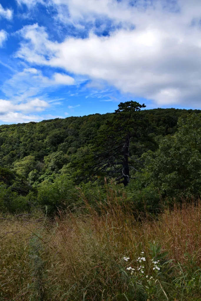 Foto aus „Shenandoah Nationalpark – Skyline Drive Fotostrecke“
