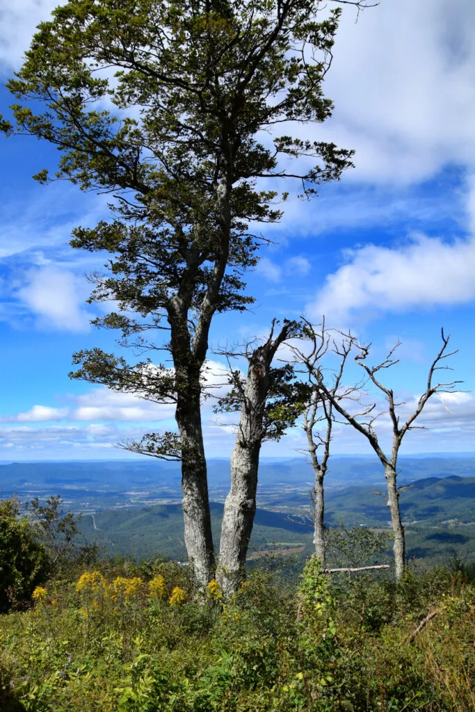Foto aus „Shenandoah Nationalpark – Skyline Drive Fotostrecke“