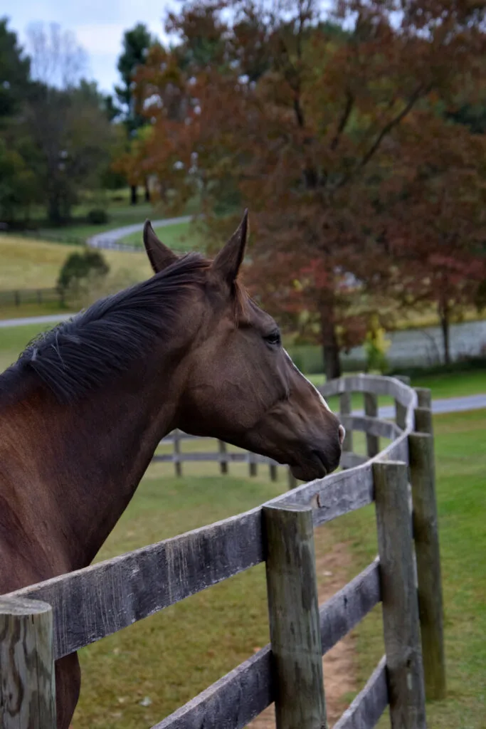Foto aus „Hume, VA – Farm life Fotostrecke“