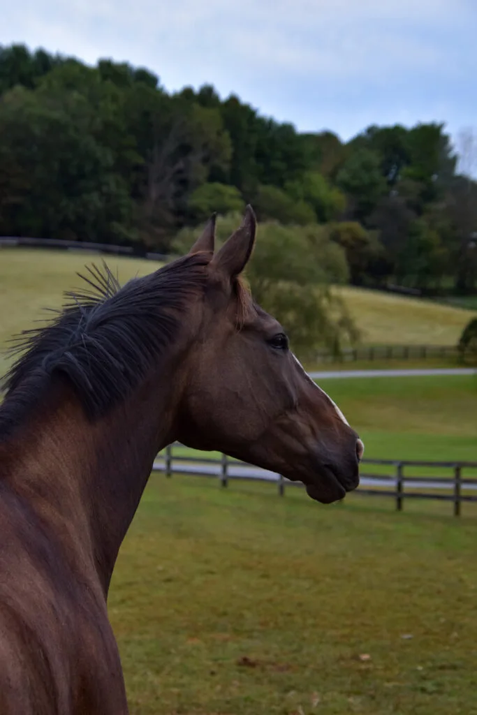 Foto aus „Hume, VA – Farm life Fotostrecke“