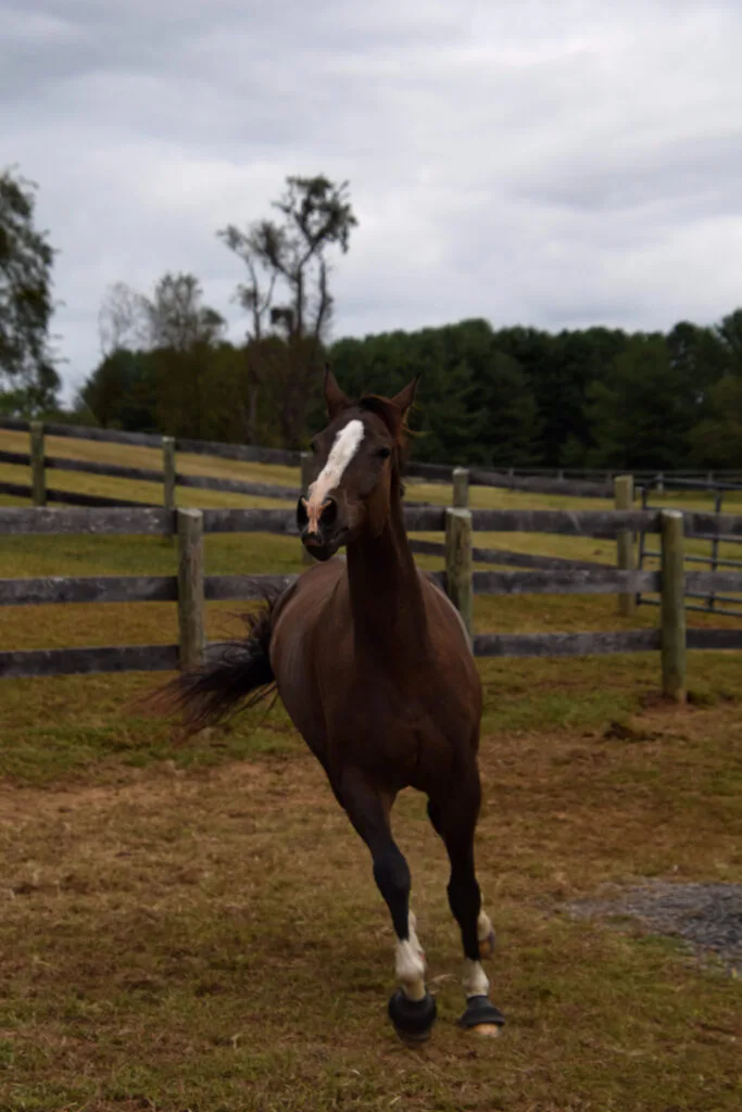 Foto aus „Hume, VA – Farm life Fotostrecke“
