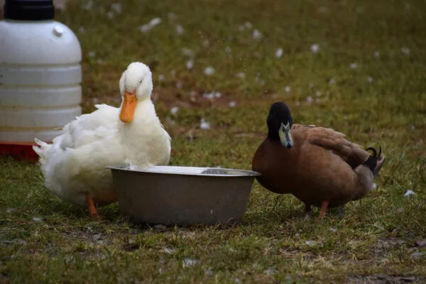 Enten