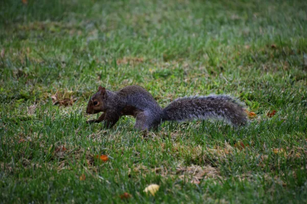 First squirrel