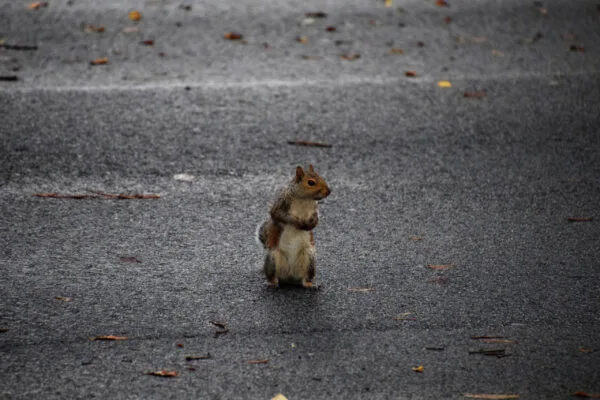 Foto aus „Washington, D.C.“