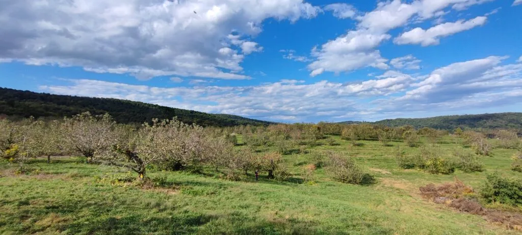 Orchard