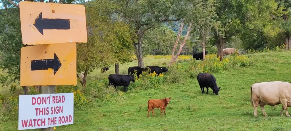 Foto aus „Hume, VA – Noch ein paar Handyfotos“