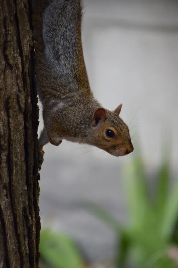 Squirrel