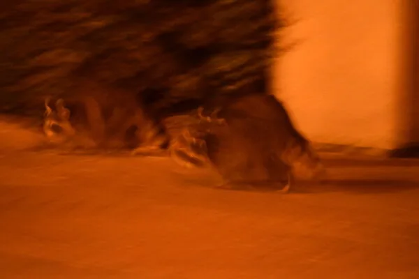 Das einzige Racoon Foto ;)