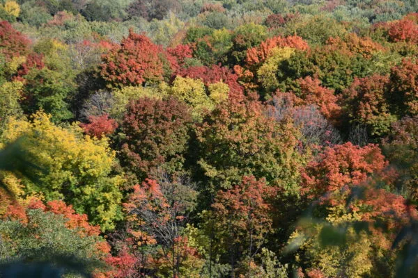 Indian Summer