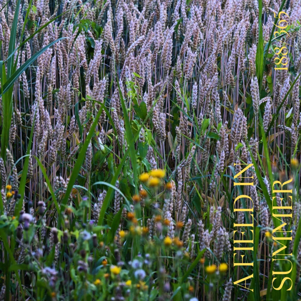 Lexe · A field in summer: Als ich letztens die Blumenwiese fotografieren war, habe ich geistesgegenwärtig auch gleich das Feldfoto gemacht. 😅
