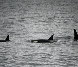 Foto aus „50 Shades of Trollfjord-Grey: Orcas im Wellengang und der große Instagram-Fußballfeld-Fail!“