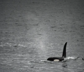 Foto aus „50 Shades of Trollfjord-Grey: Orcas im Wellengang und der große Instagram-Fußballfeld-Fail!“