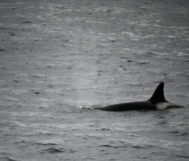 Foto aus „50 Shades of Trollfjord-Grey: Orcas im Wellengang und der große Instagram-Fußballfeld-Fail!“
