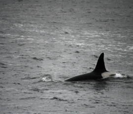 Foto aus „50 Shades of Trollfjord-Grey: Orcas im Wellengang und der große Instagram-Fußballfeld-Fail!“