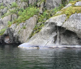 Foto aus „50 Shades of Trollfjord-Grey: Orcas im Wellengang und der große Instagram-Fußballfeld-Fail!“