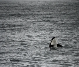 Foto aus „50 Shades of Trollfjord-Grey: Orcas im Wellengang und der große Instagram-Fußballfeld-Fail!“