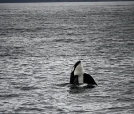 Foto aus „50 Shades of Trollfjord-Grey: Orcas im Wellengang und der große Instagram-Fußballfeld-Fail!“