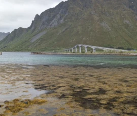 Foto aus „Codstock & Regen-Ping-Pong: Wenn Kabeljau und Wettergott den Takt vorgeben“