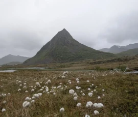Foto aus „Codstock & Regen-Ping-Pong: Wenn Kabeljau und Wettergott den Takt vorgeben“