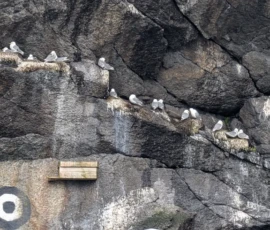 Foto aus „Tunnel-Terror, Zimtschnecken-Deal & arktische Surfer: Reine(s) Gefühlschaos auf dem Weg nach Å“