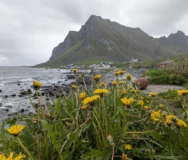 Foto aus „Hey Wickie, Auge in Auge mit dem Drachen und das Panorama-Paradoxon: Sind wir im Liliput-Haus die Aussicht oder haben wir sie?“