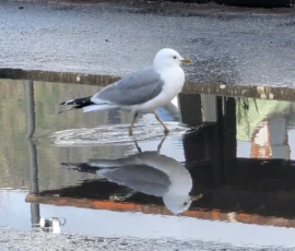 Foto aus „Hey Wickie, Auge in Auge mit dem Drachen und das Panorama-Paradoxon: Sind wir im Liliput-Haus die Aussicht oder haben wir sie?“