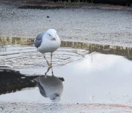 Foto aus „Hey Wickie, Auge in Auge mit dem Drachen und das Panorama-Paradoxon: Sind wir im Liliput-Haus die Aussicht oder haben wir sie?“