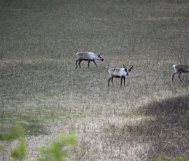 Foto aus „Der Spion, der das Rentier traf: Unser Weg über das Teufelsgebiss ins Bond-Schurkenversteck“