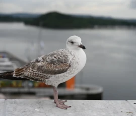 Foto aus „Schlaflos in Oslo: Zwischen Party-Nachbarn, Mona-Lisa-Moment und Schrei-Déjà-vu“